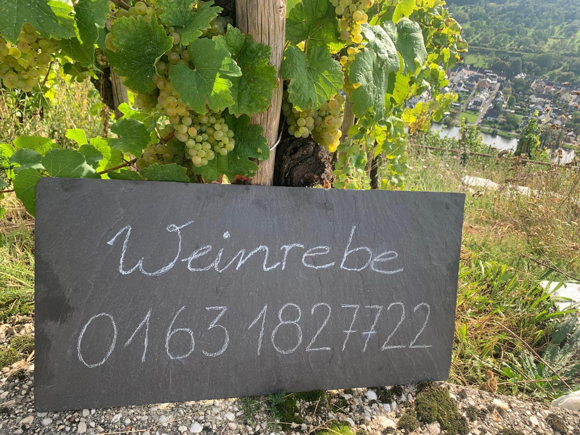 Weinrebe Lägenhet Bernkastel-Kues Exteriör bild